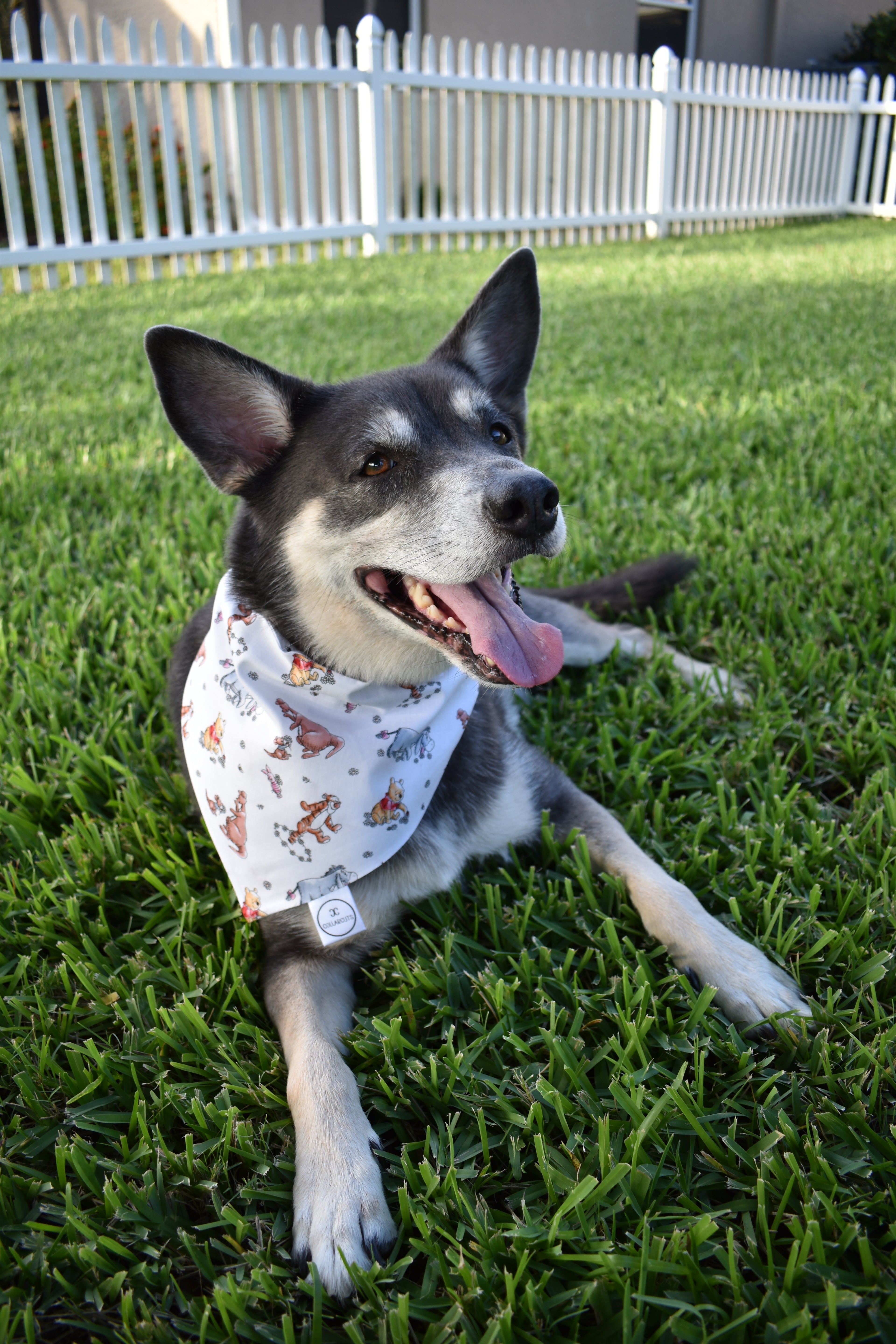 Honey Pot Bandana