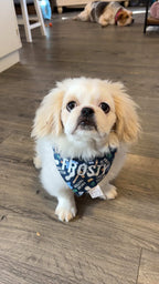 Treat Taster Bandana