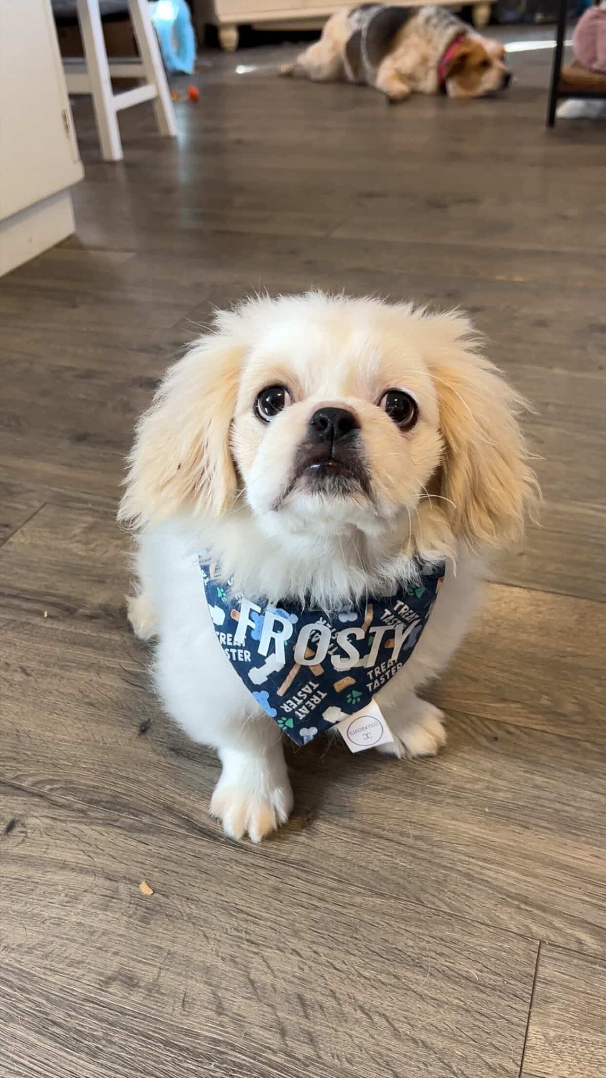 Treat Taster Bandana