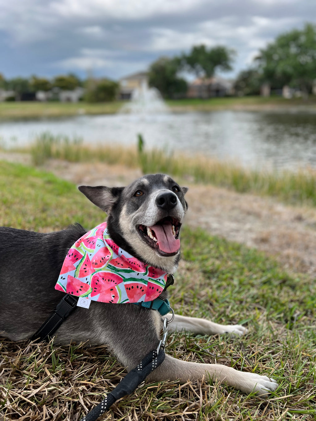 Watermelon Bandana