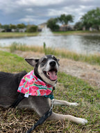 Watermelon Bandana