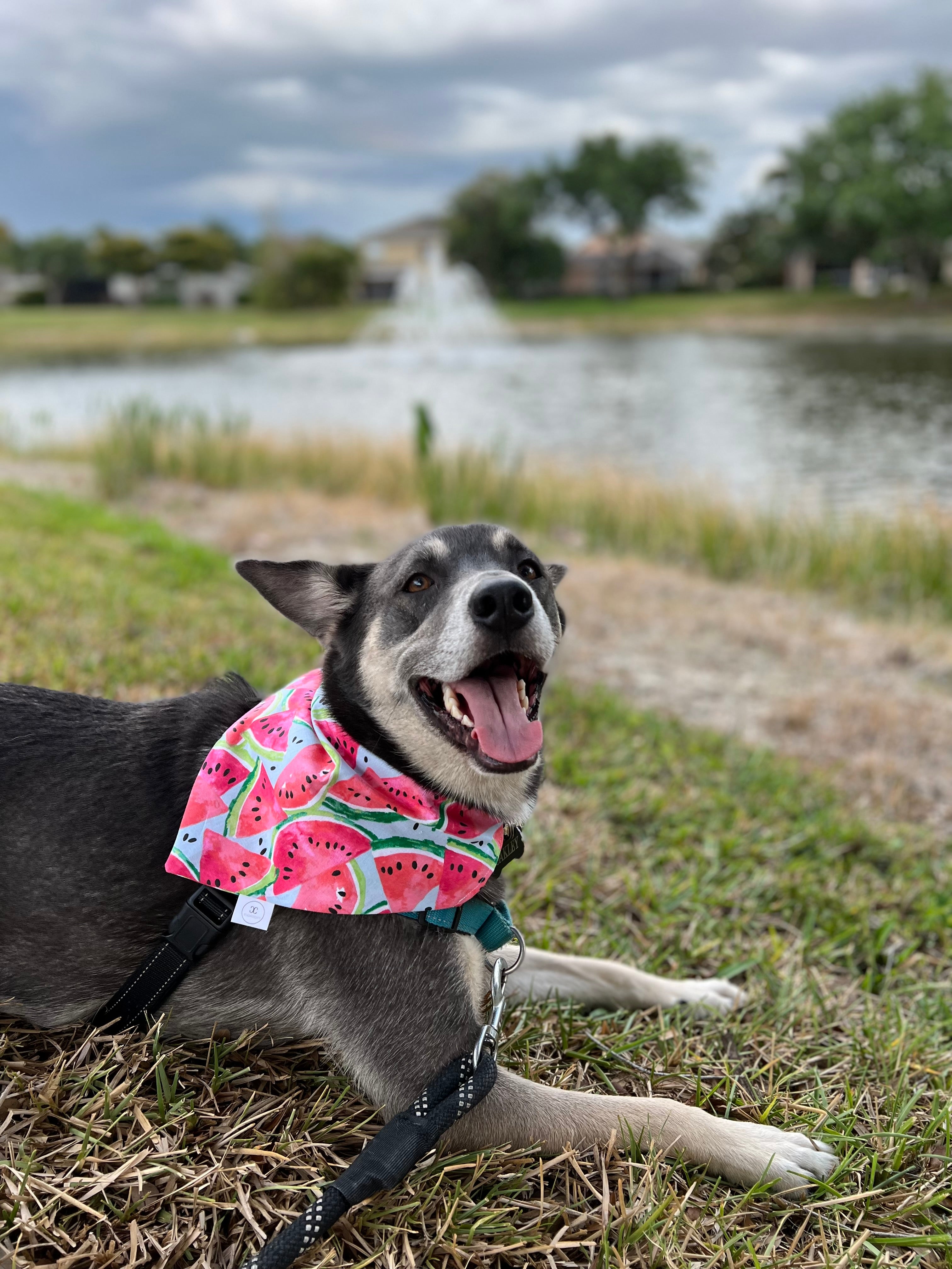 Watermelon Bandana