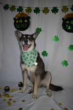 Green Beer Bandana