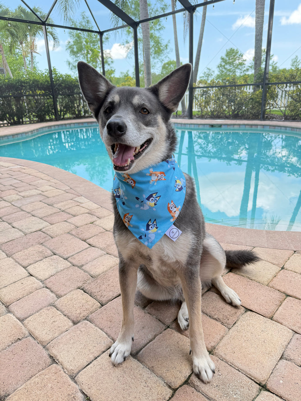 Bluey Bandana
