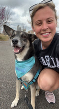 Teal Brush Strokes Bandana