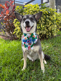 Poker Bandana
