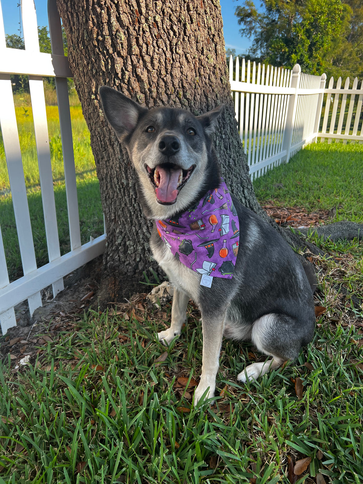 Witches Brew Bandana