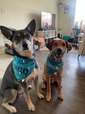 Sharks Bandana