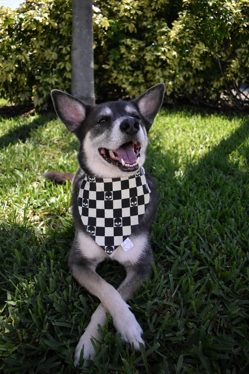 Checkerboard Skull Bandana