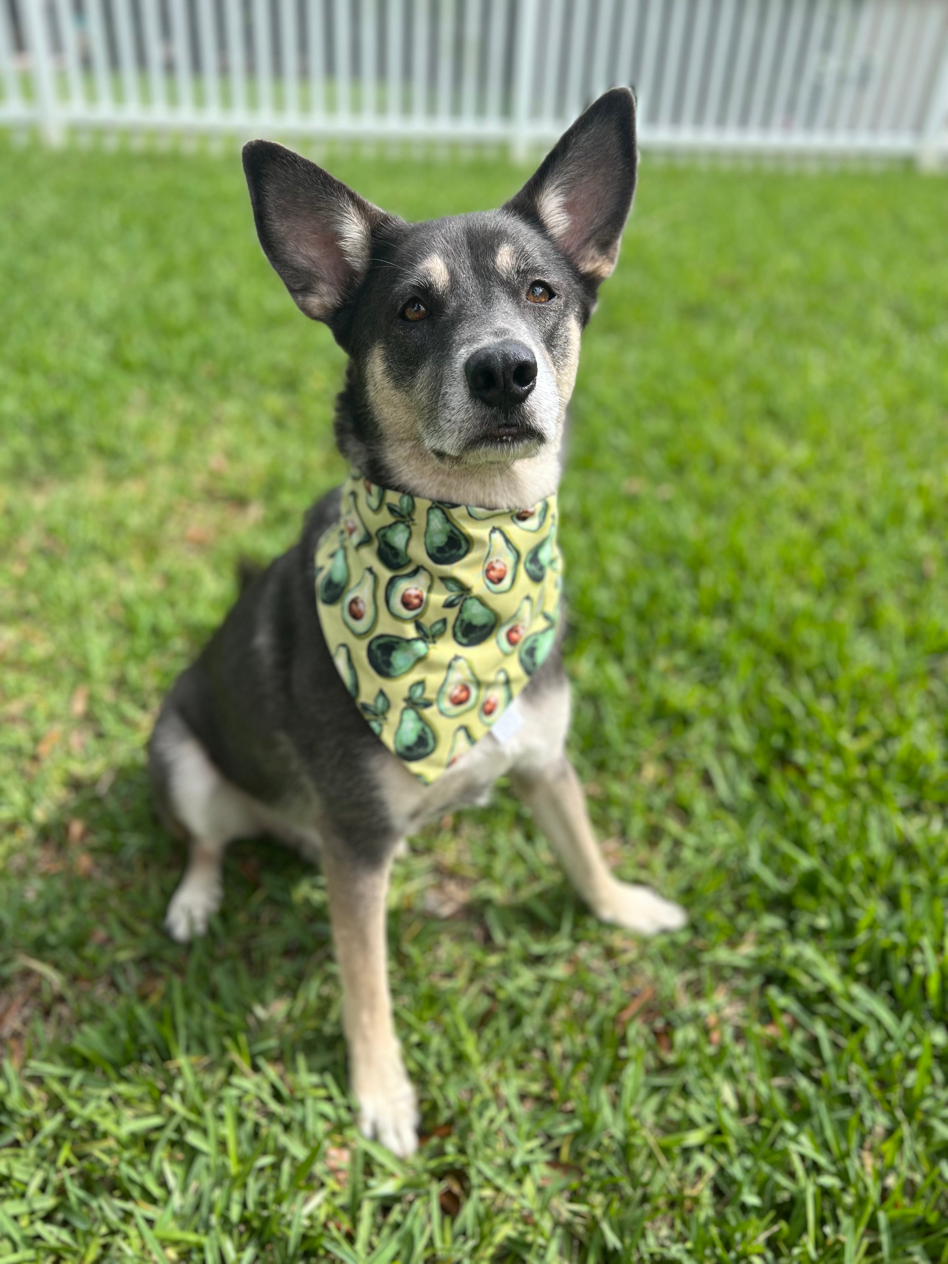 Avacados Bandana