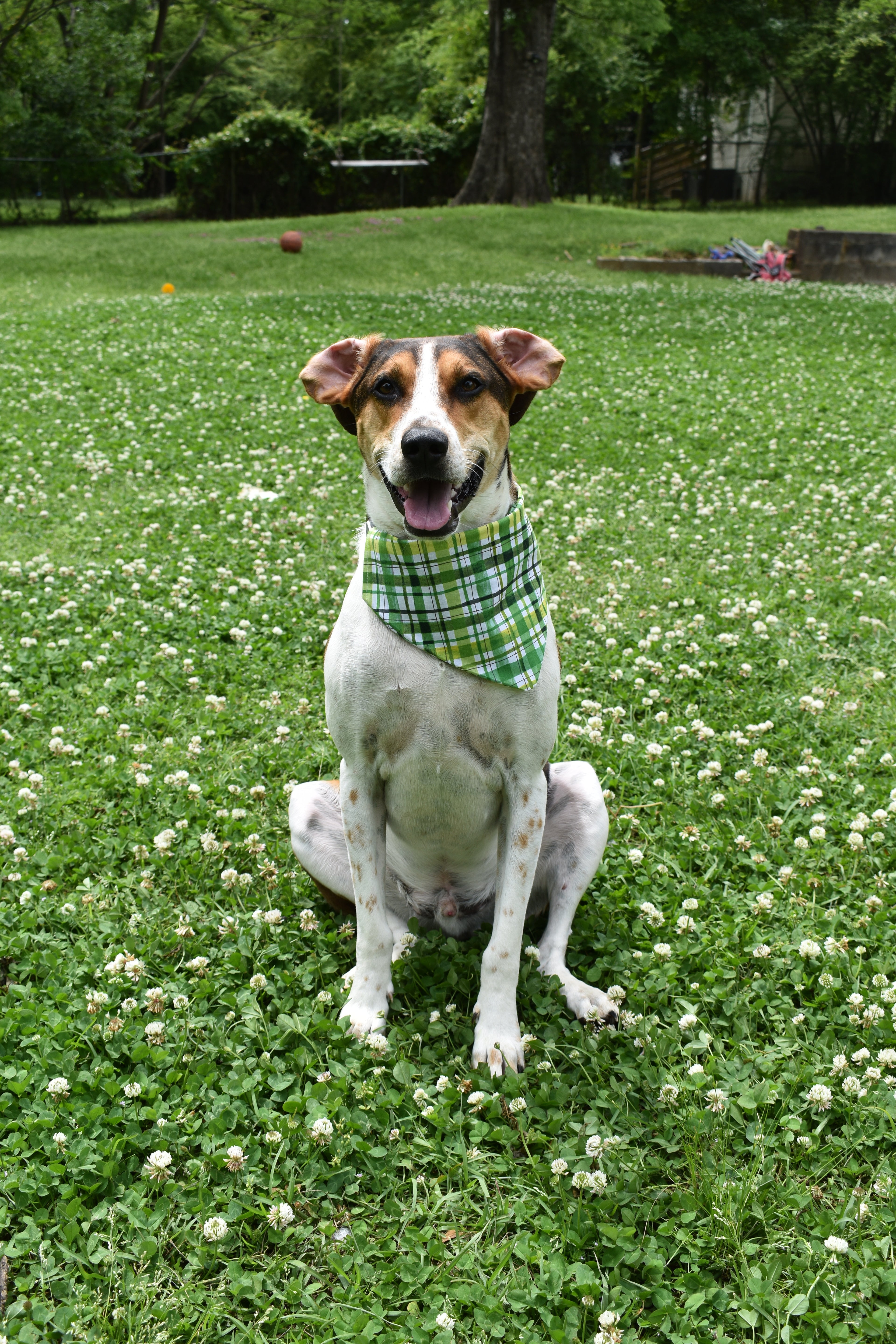 Green Abstract Plaid Bandana
