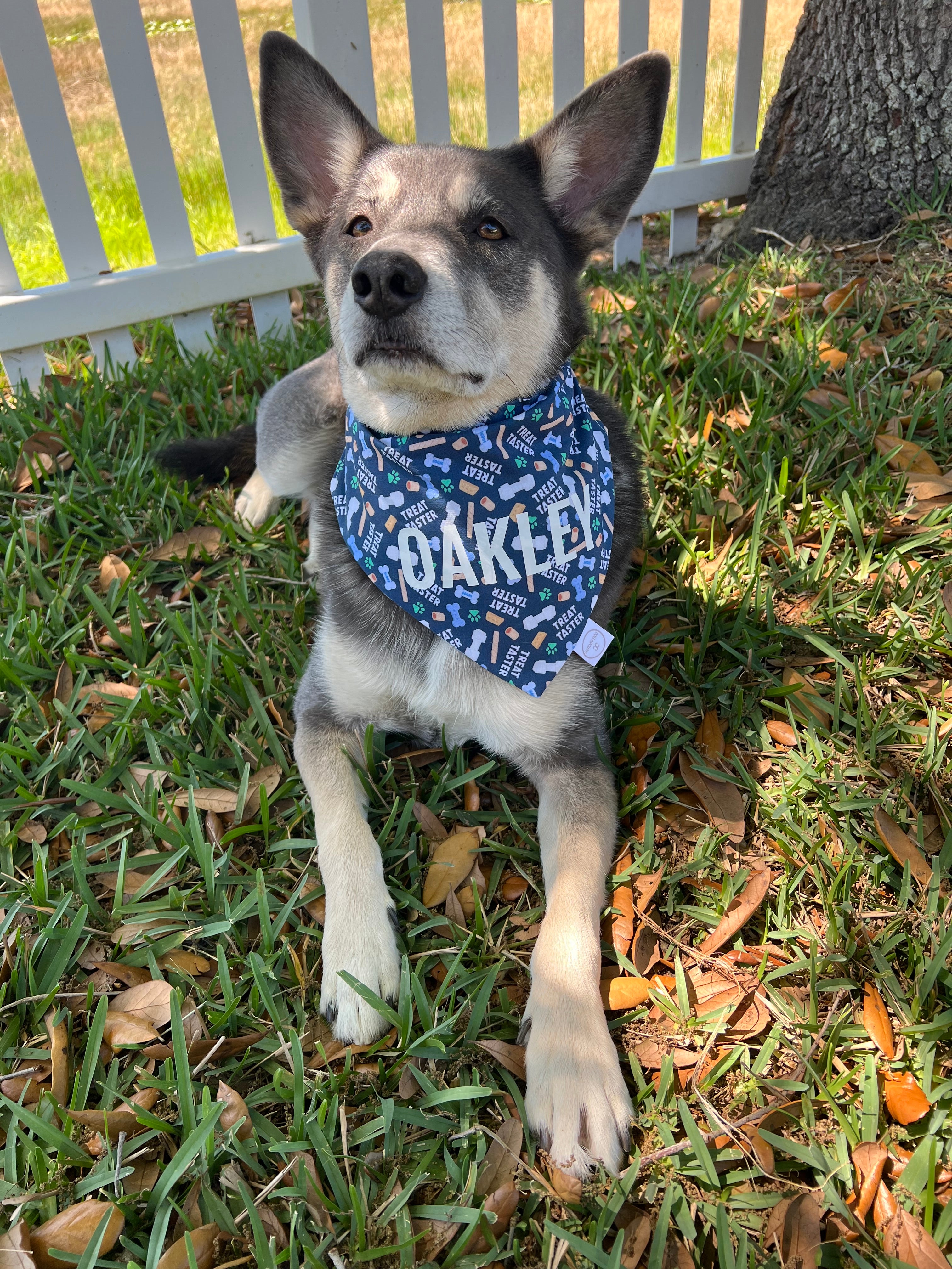 Treat Taster Bandana