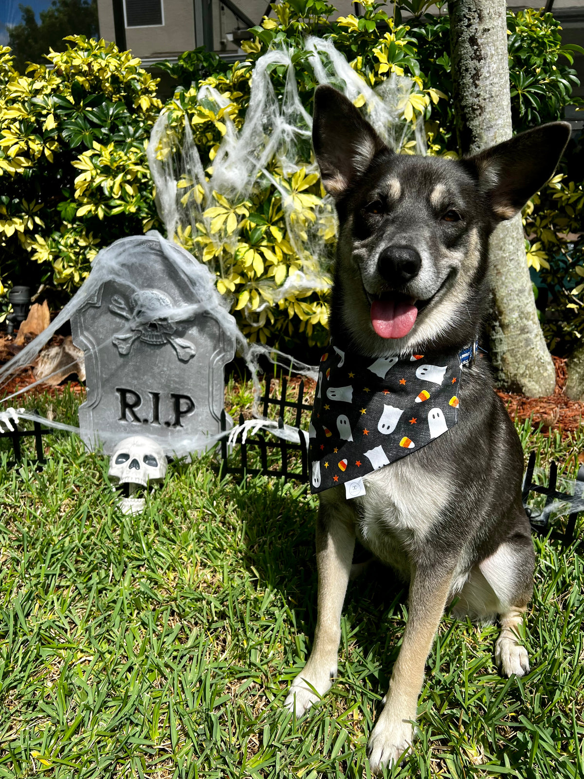 Candy Corn Ghosts Bandana