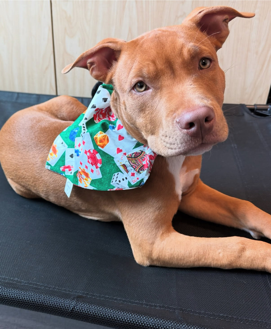 Poker Bandana