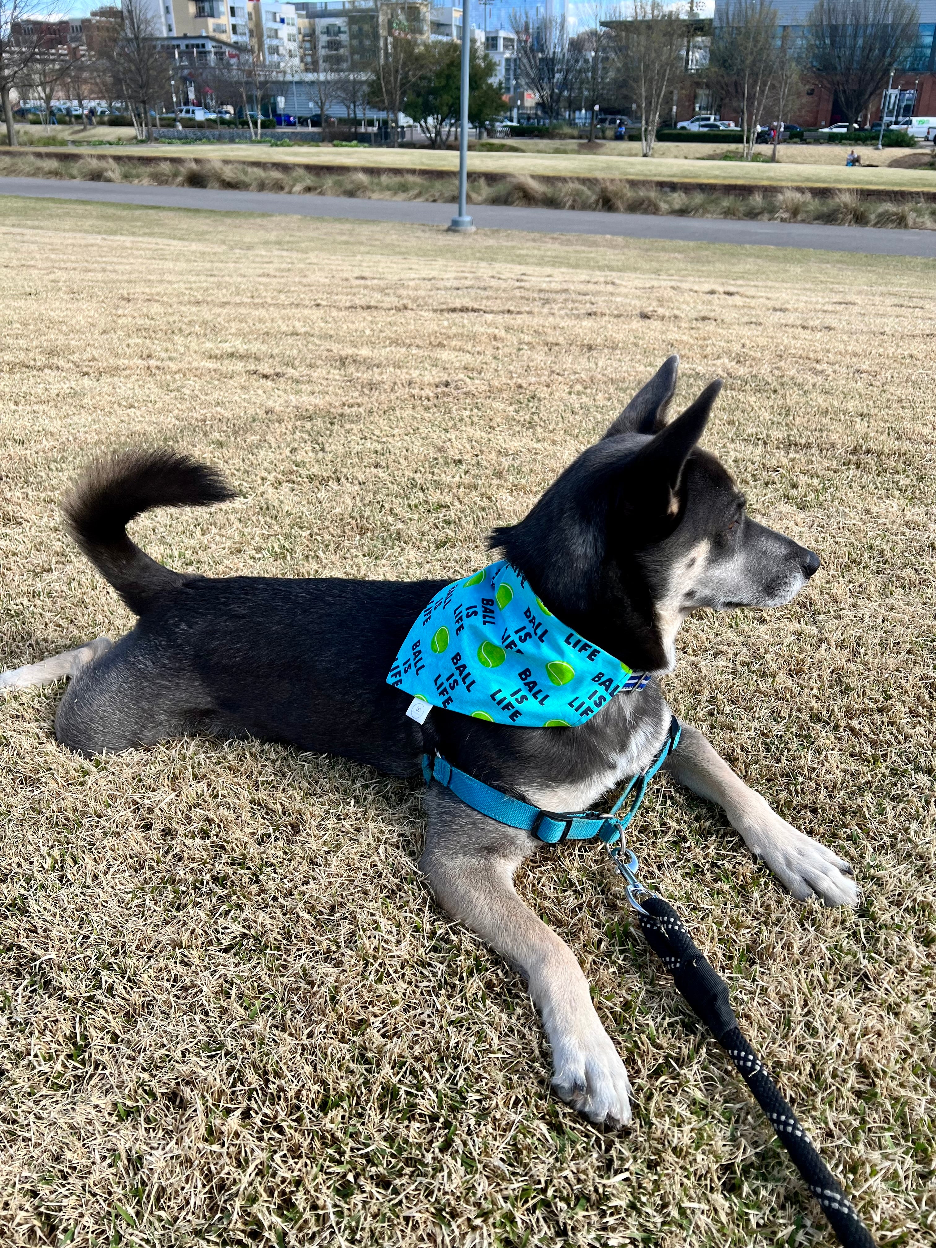 Ball is Life Bandana