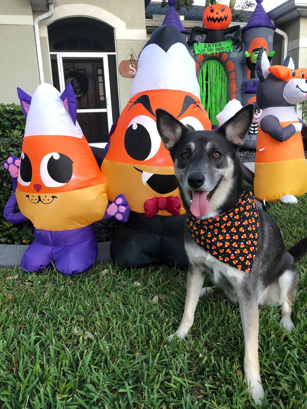 Candy Corn Polka Dot Bandana