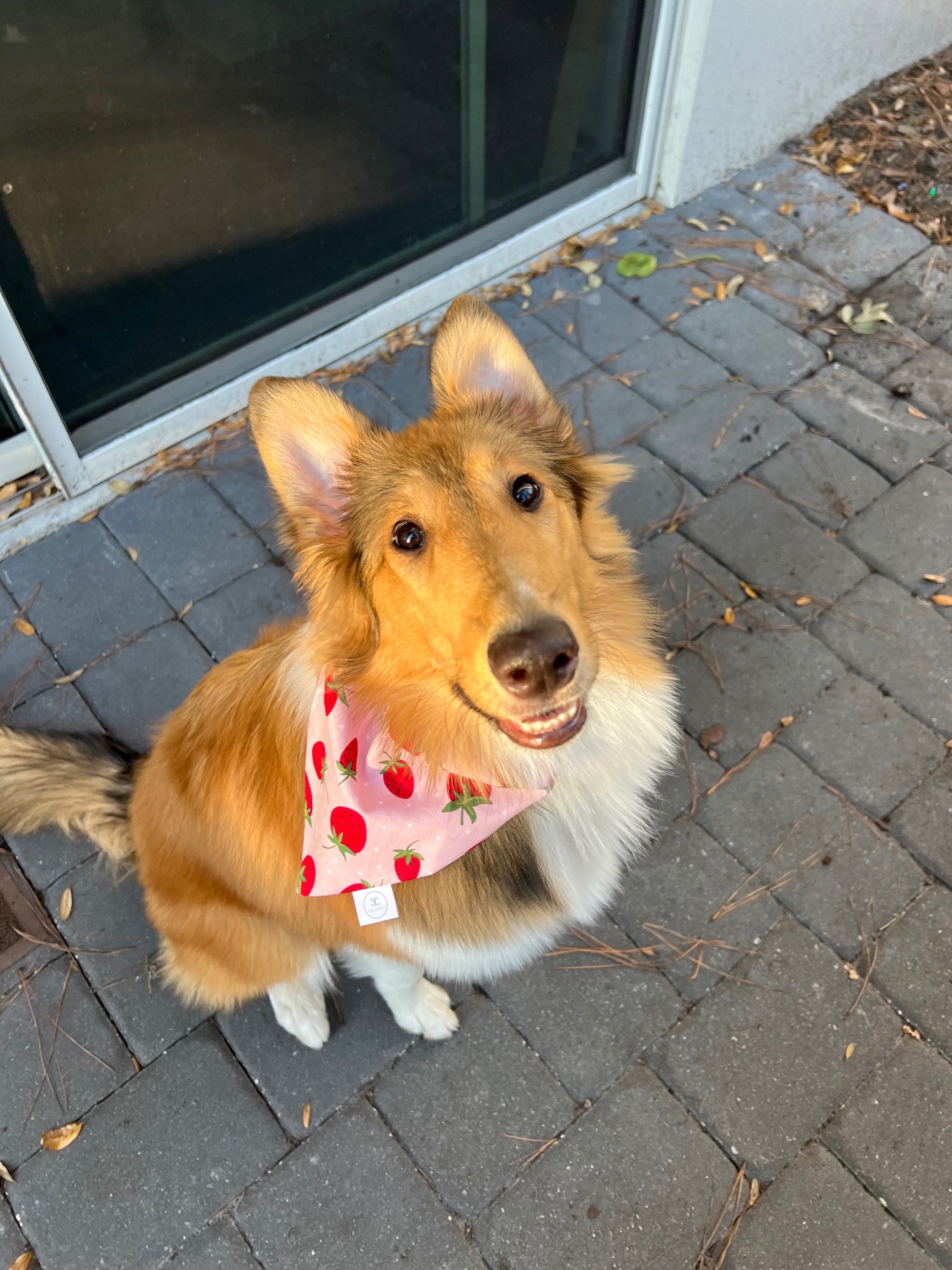 Strawberries Bandana