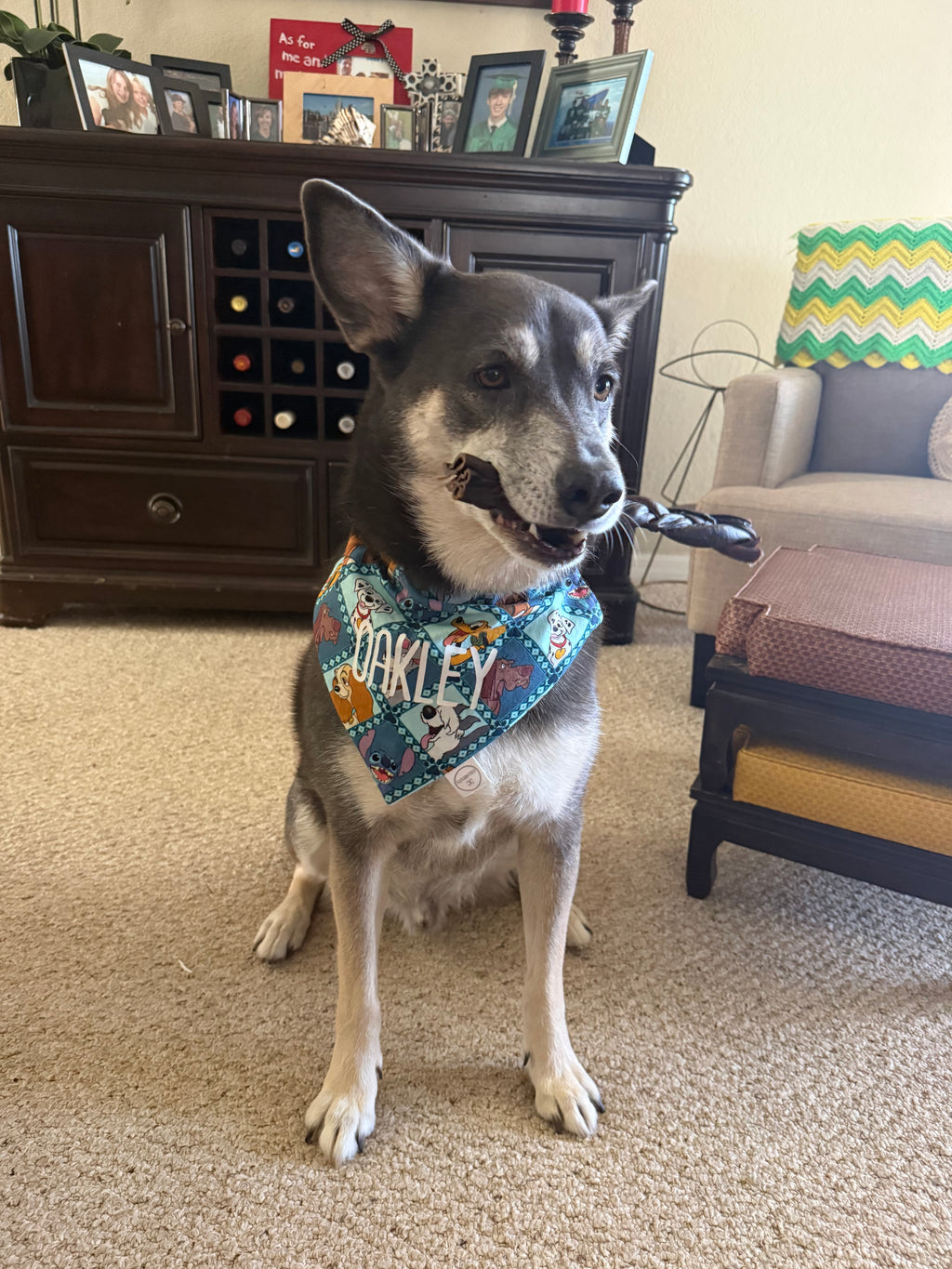 Magical Dogs Bandana