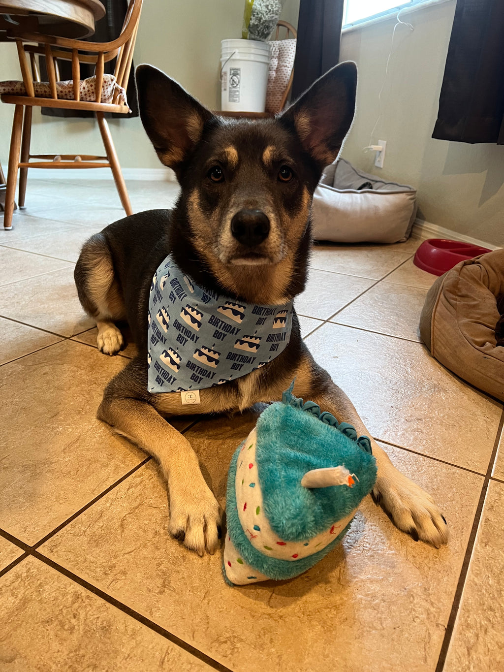 Birthday Boy Bandana