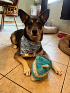 Birthday Boy Bandana