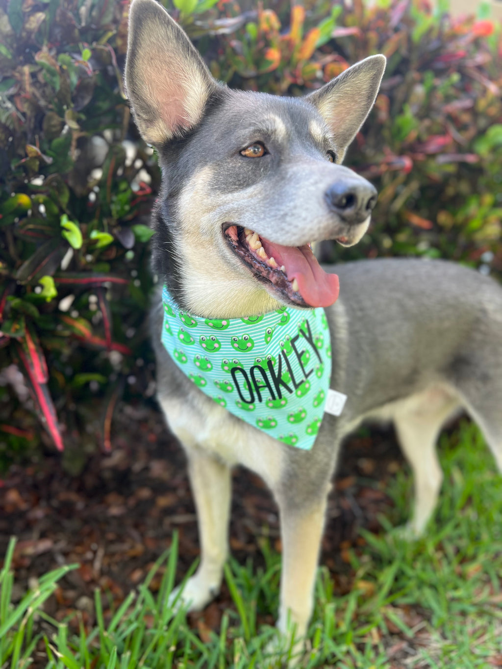 Frog Stripes Bandana