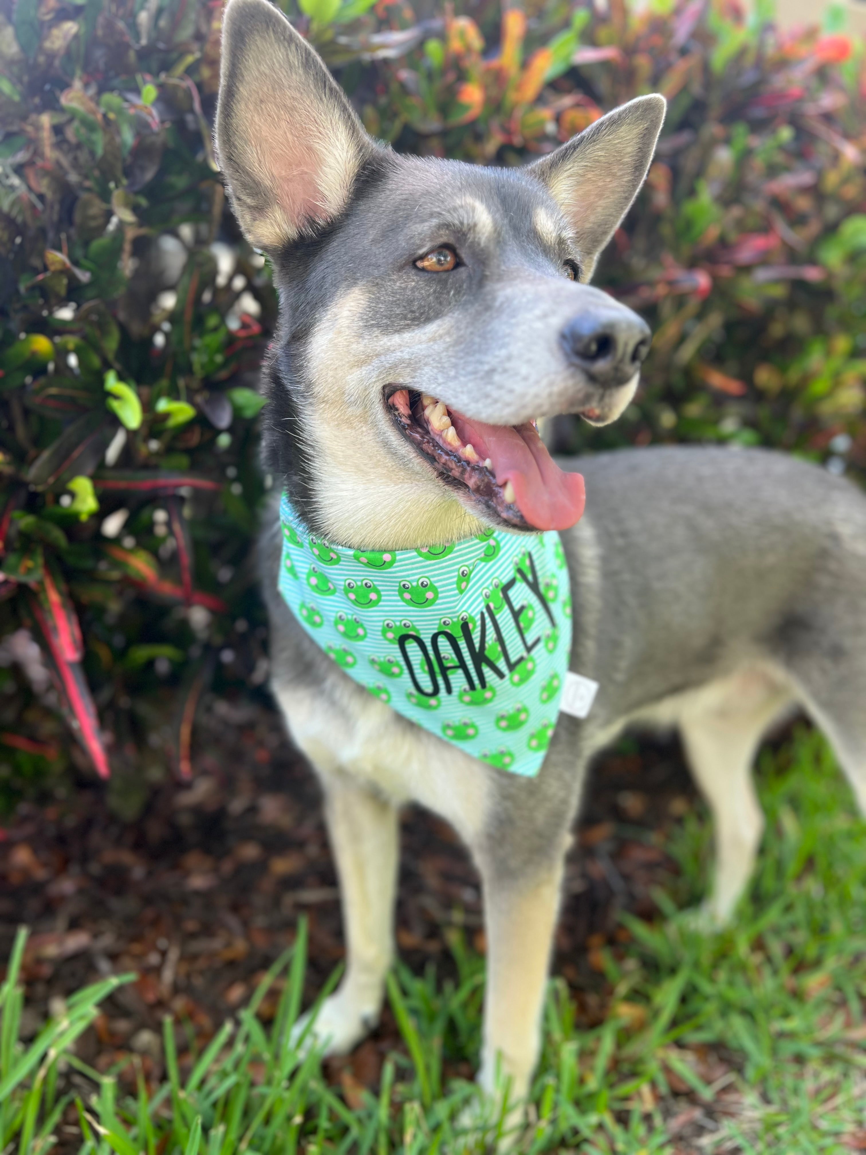 Frog Stripes Bandana