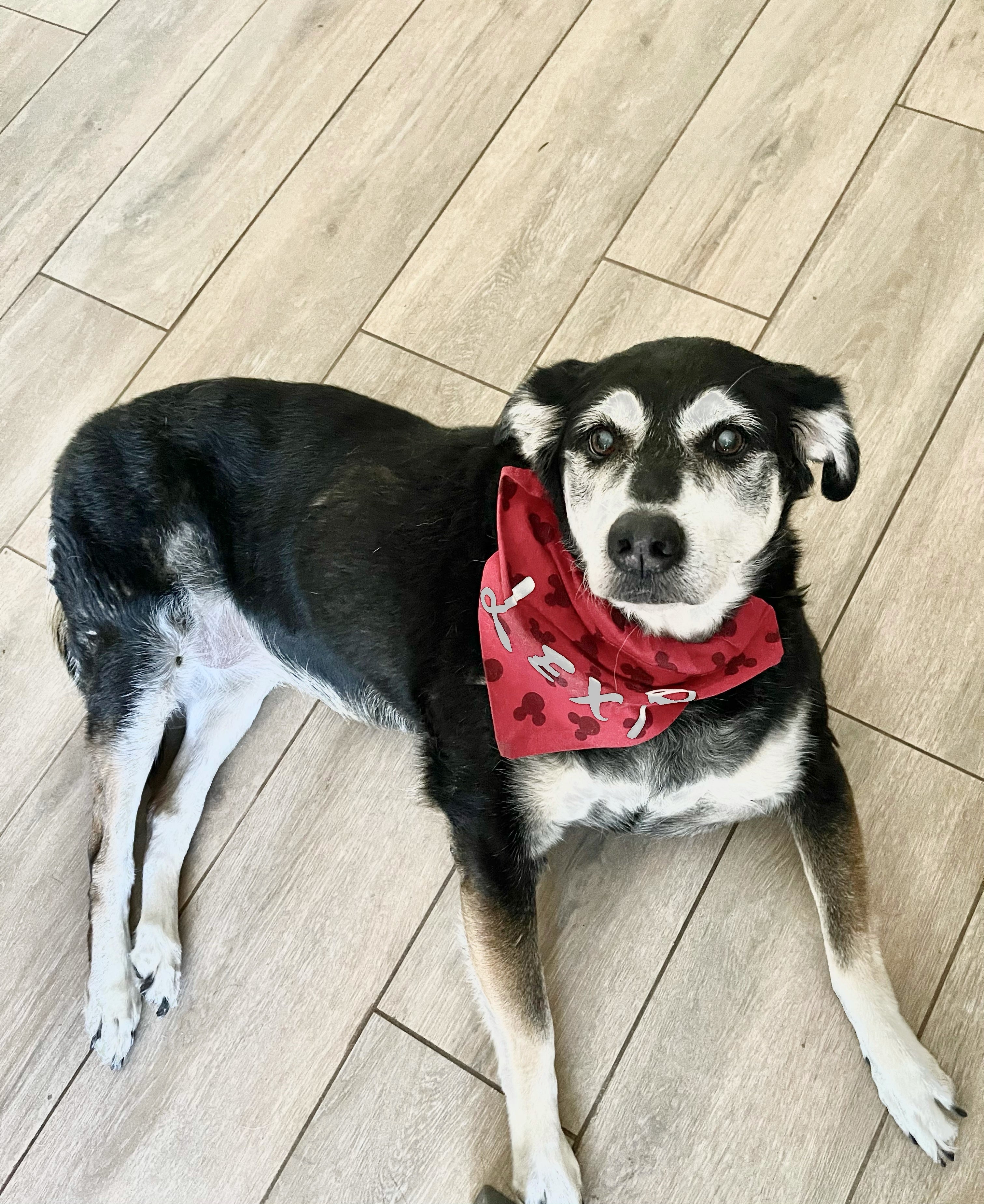 Red Mouse Bandana