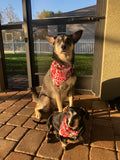 War Eagle Bandana