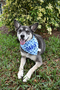 Blueberries Bandana