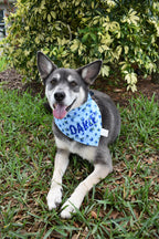 Blueberries Bandana