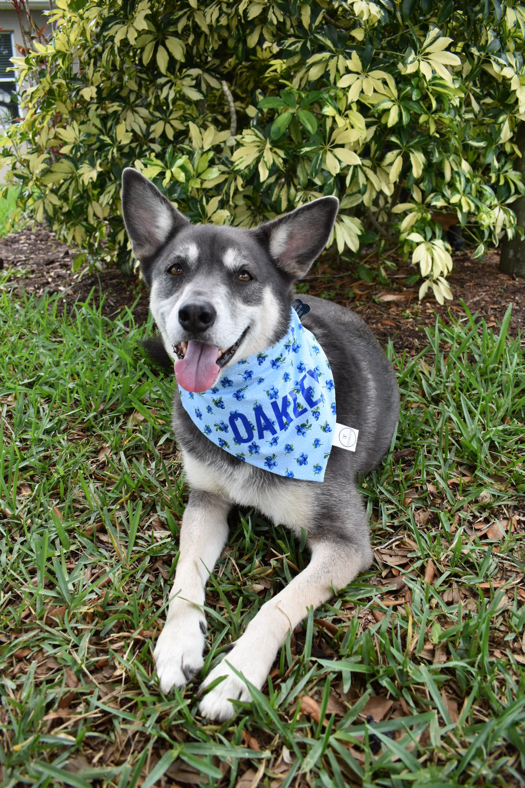 Blueberries Bandana