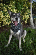 Cafe Latte Bandana