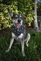 Cafe Latte Bandana