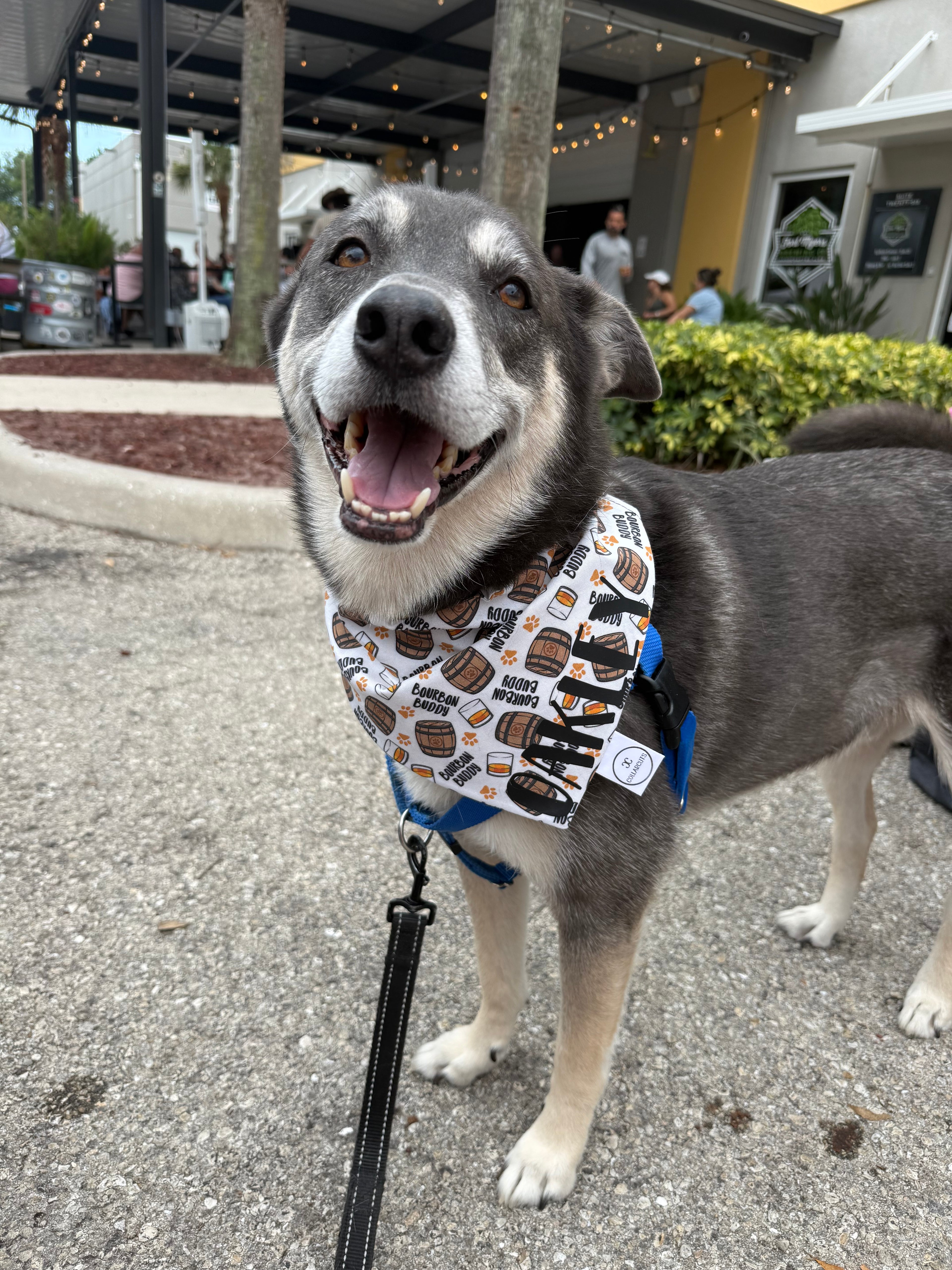 Bourbon Buddy Bandana