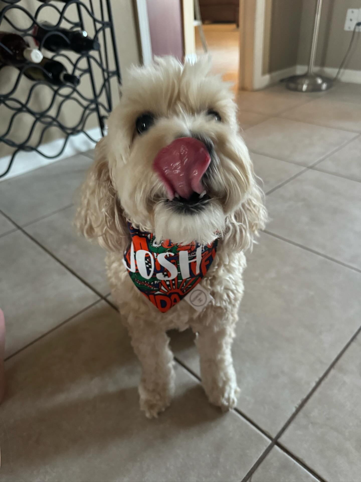 Gators Bandana