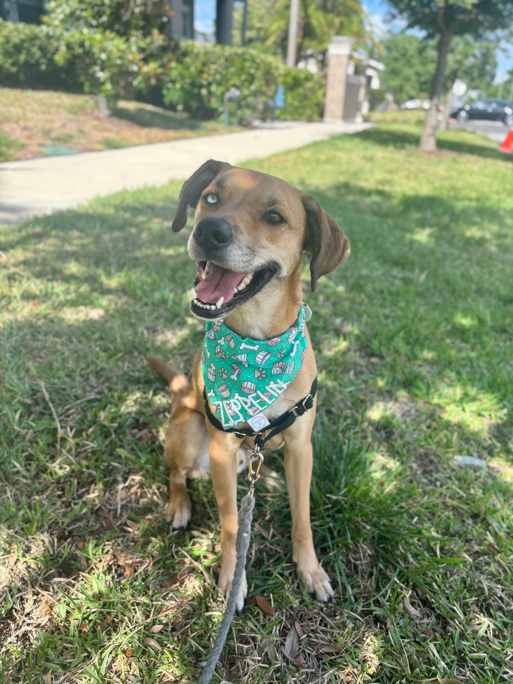 Pup Cup Bandana