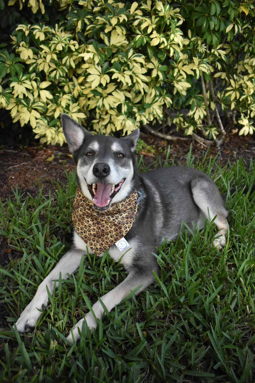 Cheetah Paw Prints Bandana