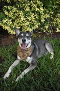 Cheetah Paw Prints Bandana