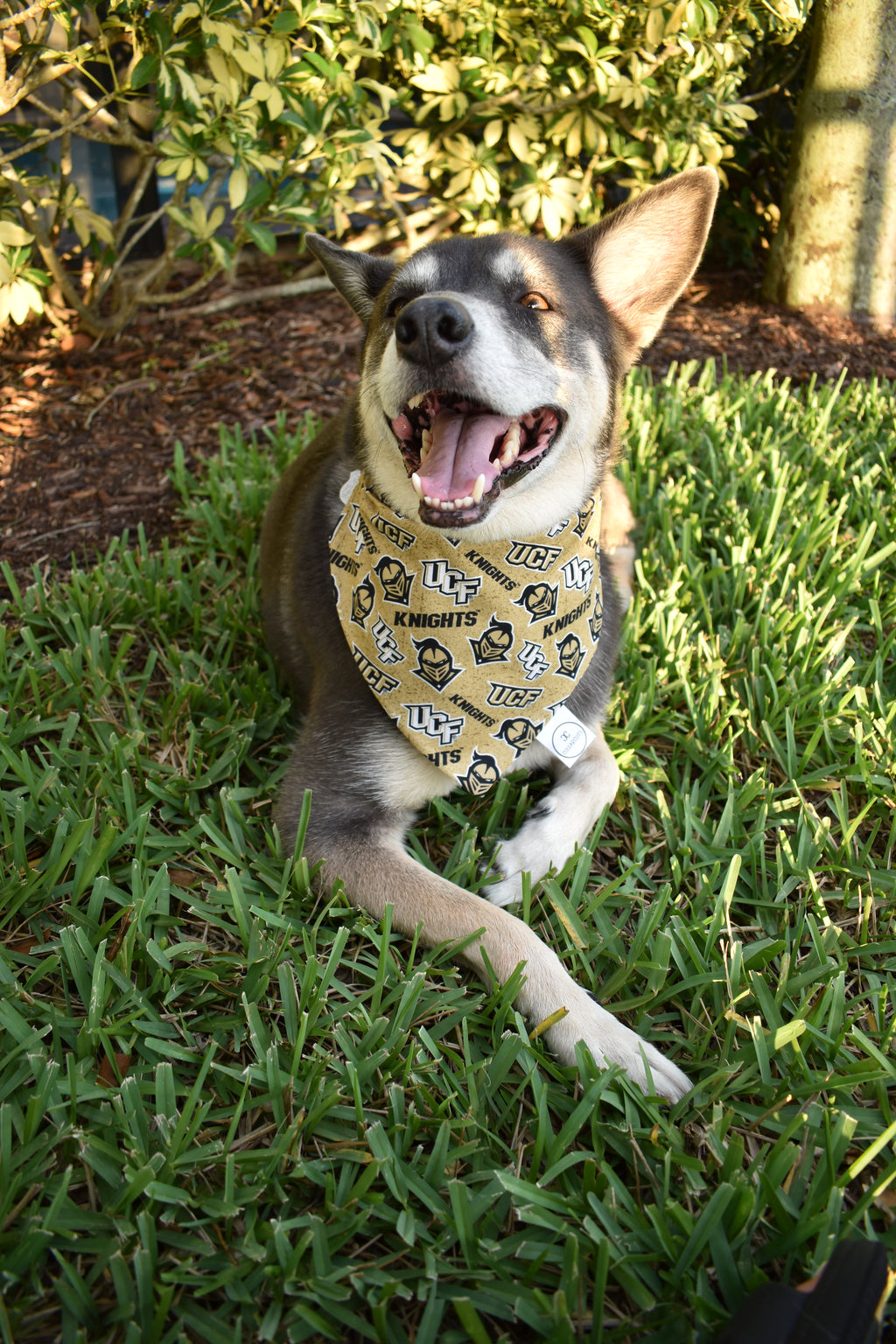 Knights Bandana