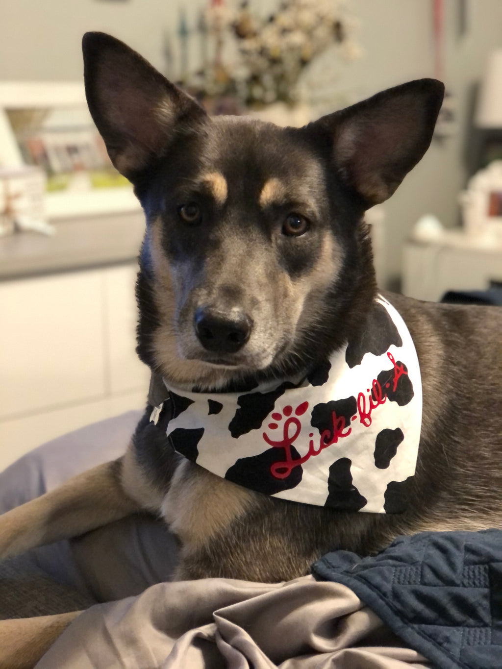 Cow Print Bandana