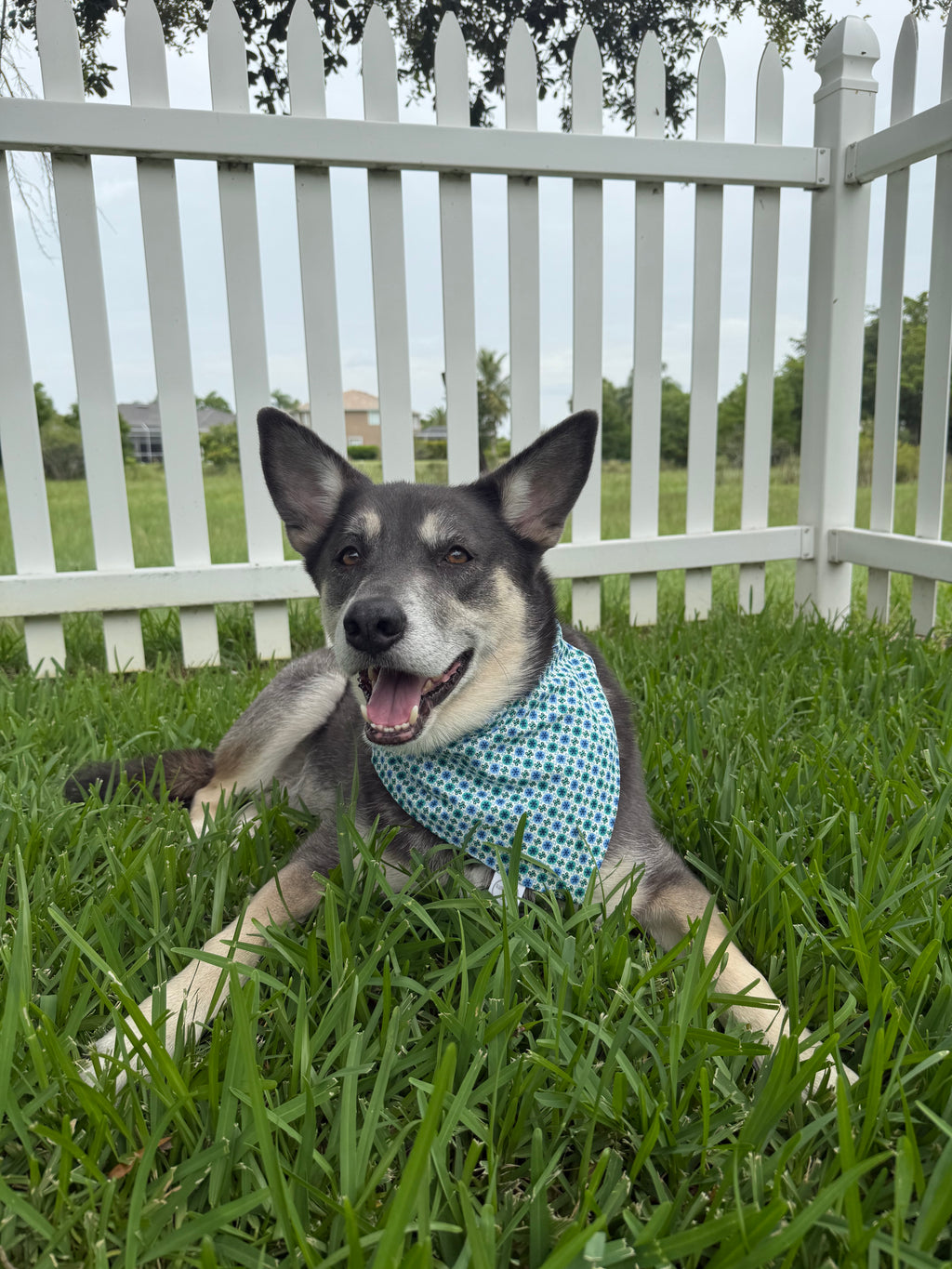 Circles and Scrolls Bandana
