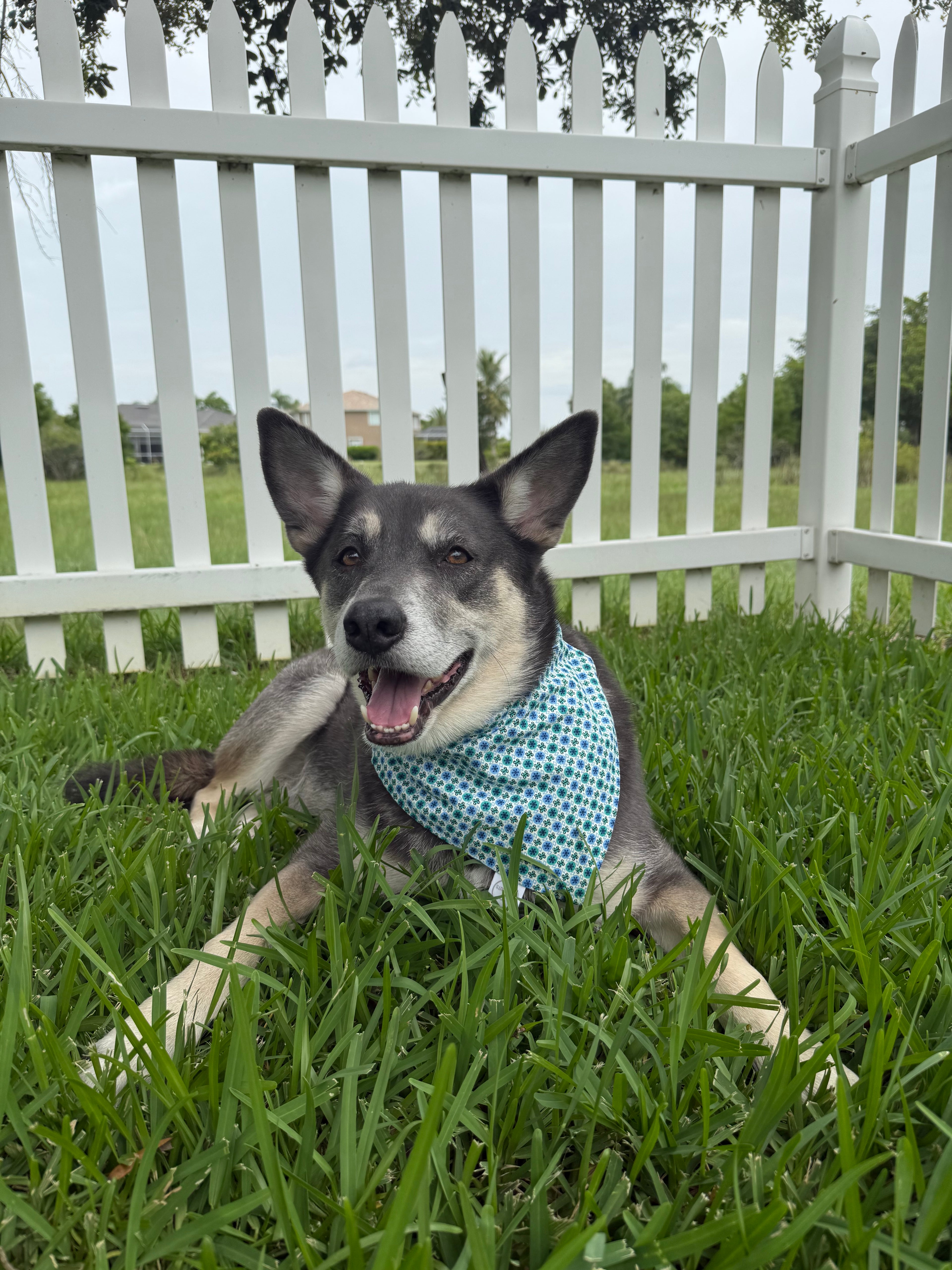Circles and Scrolls Bandana