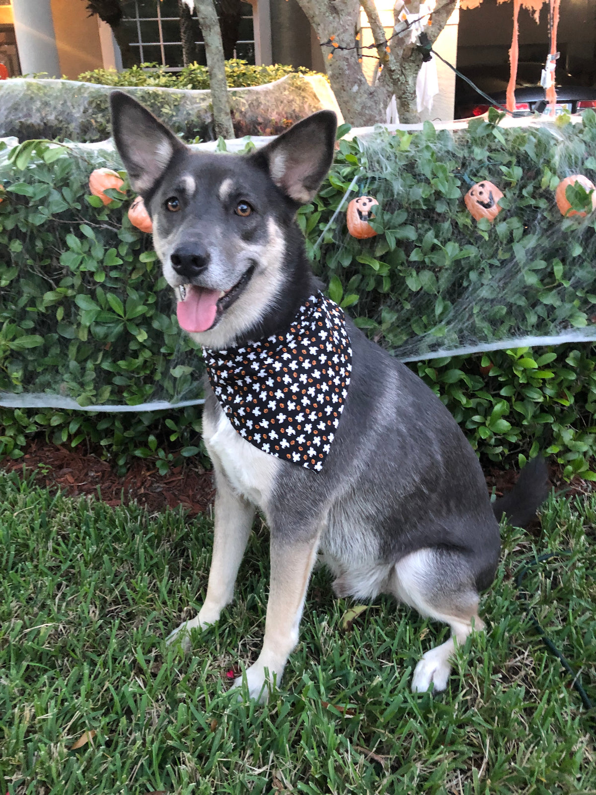 Pumpkin Ghosts Bandana