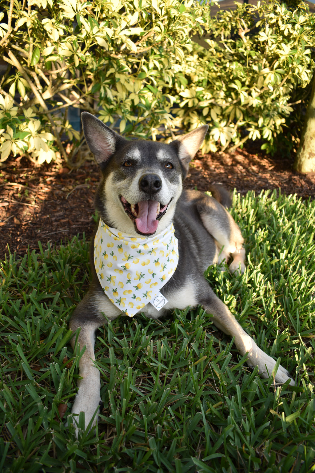 Lemons Bandana