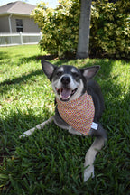 Circles and Scrolls Bandana