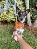 Tricks for Treats Bandana