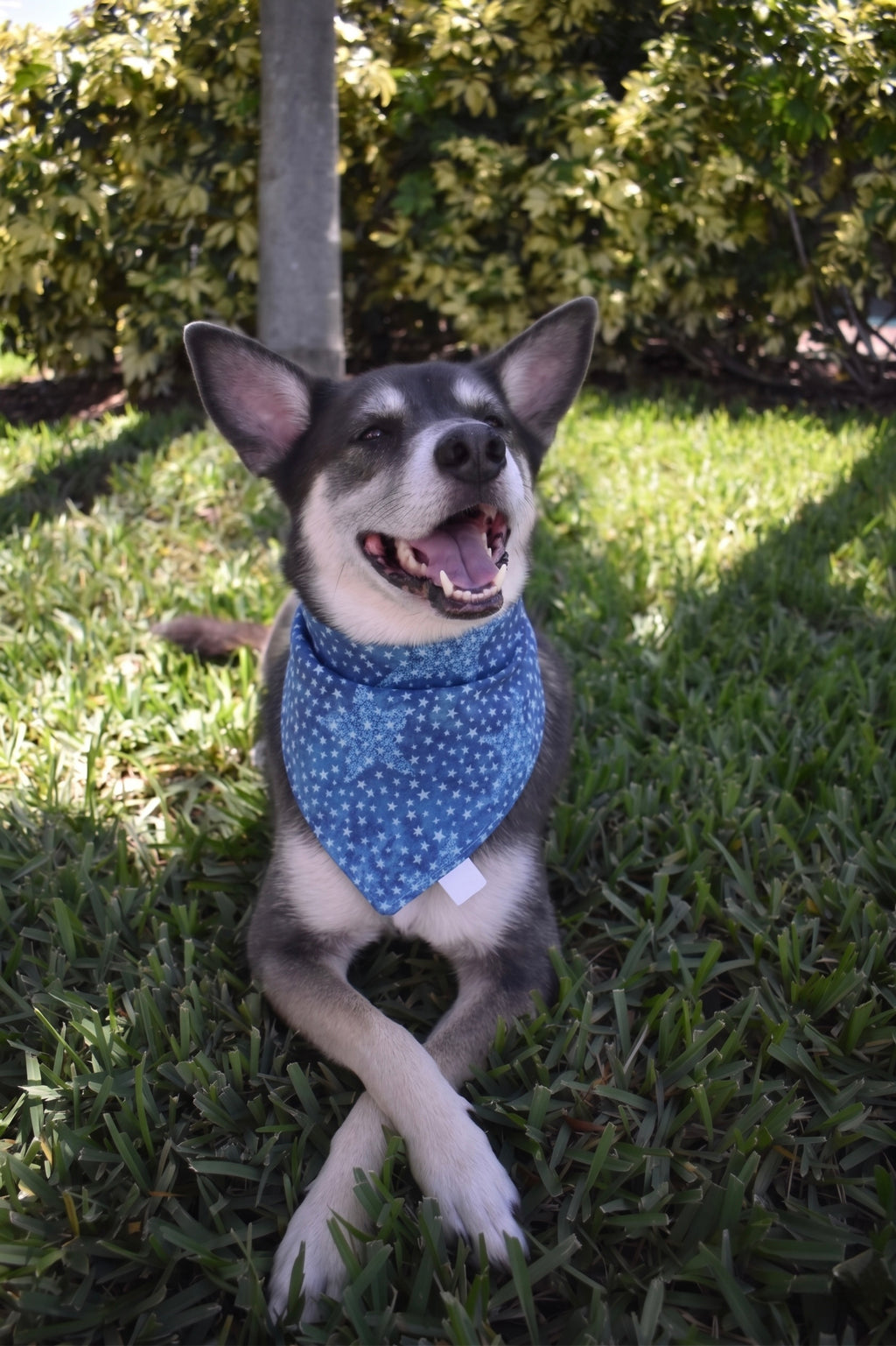 Tonal Stars Bandana
