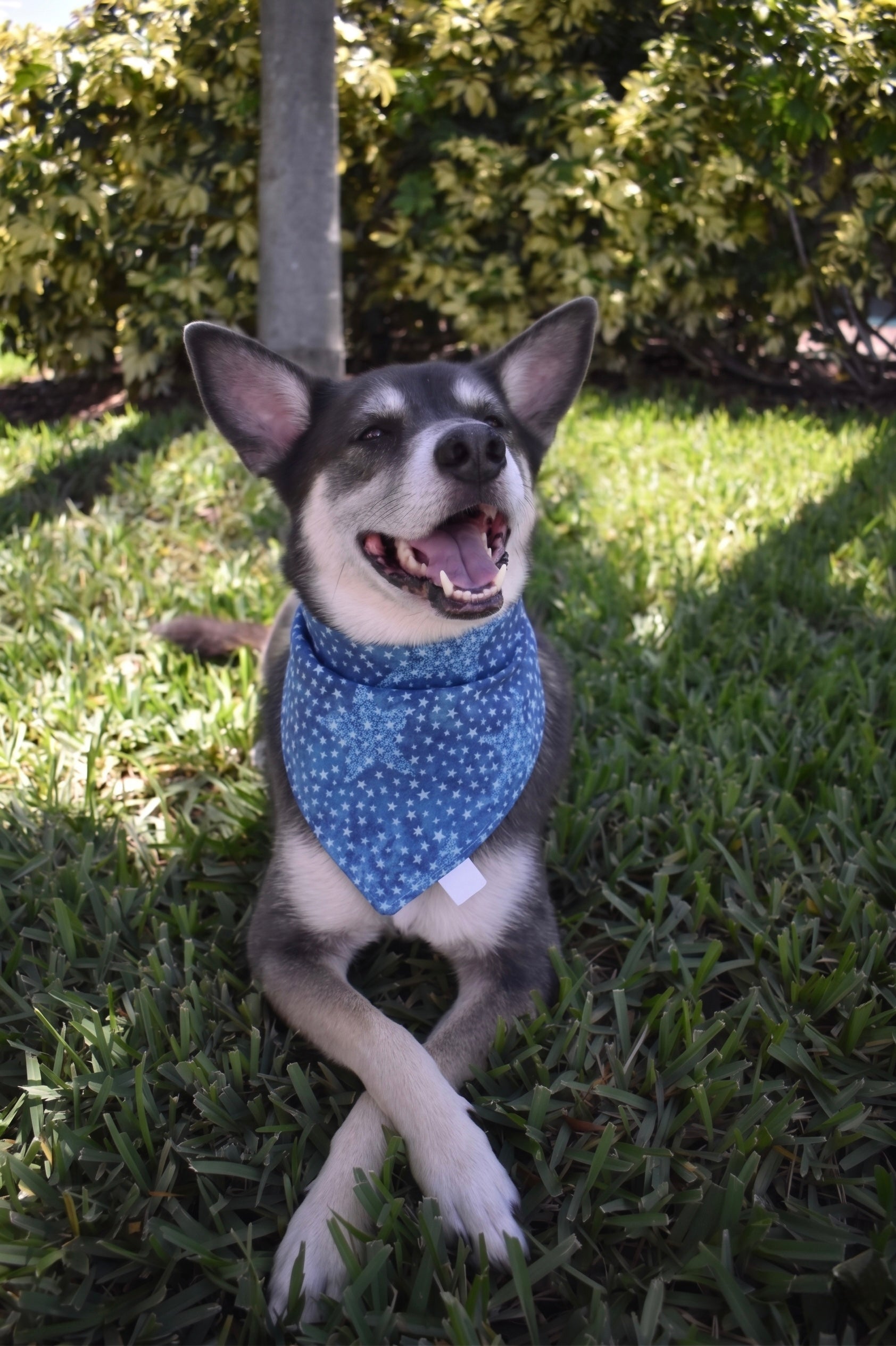 Tonal Stars Bandana