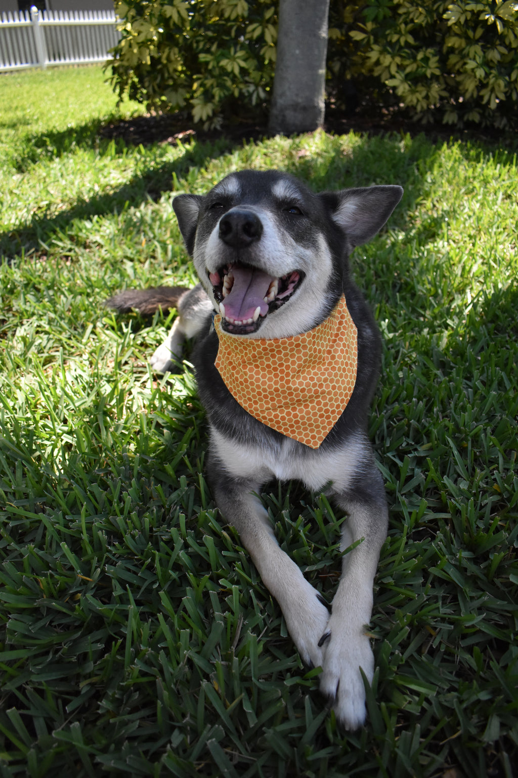Honeycombs Bandana