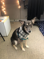 Gray and Black Bandana
